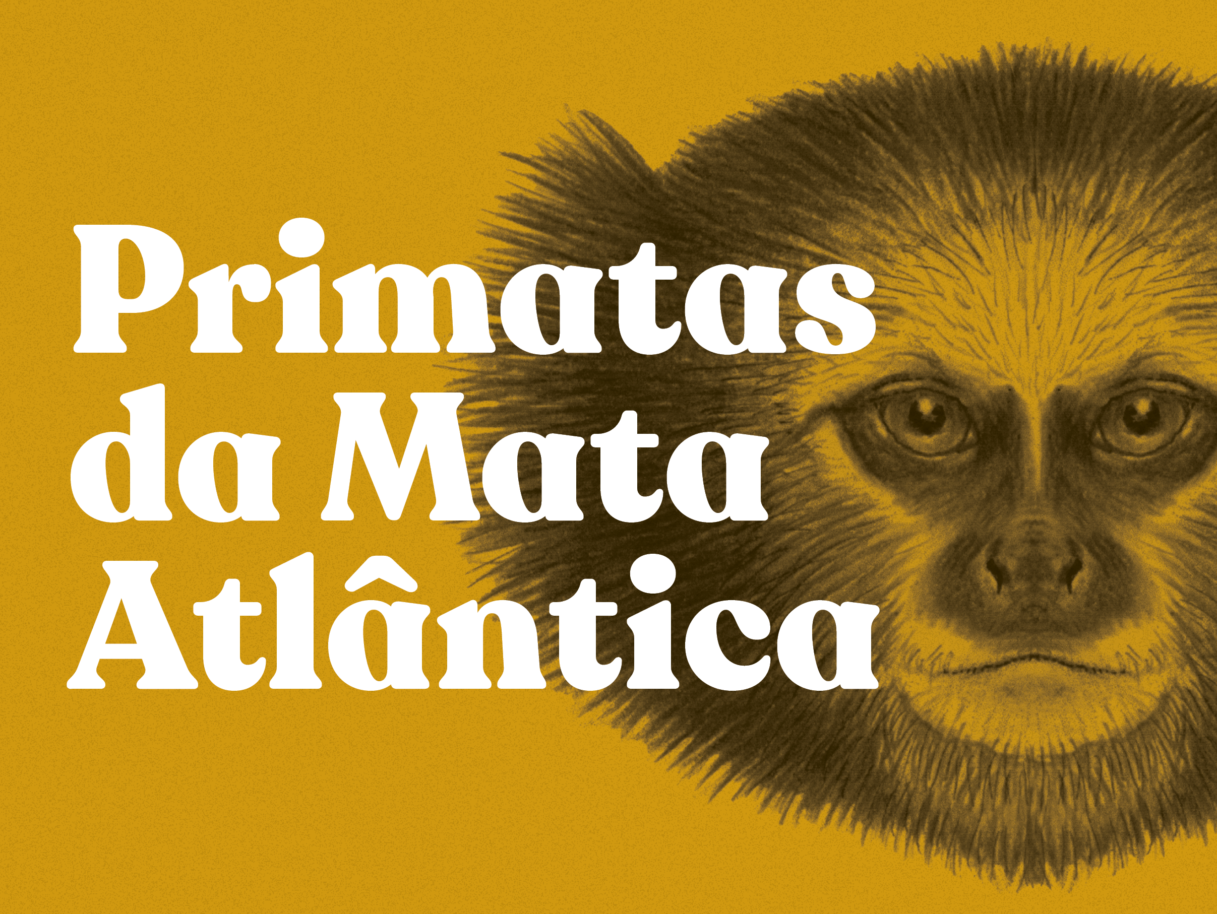 Exposição “Primatas da Mata Atlântica” é montada no Museu Mello Leitão, em Santa Teresa/ES