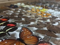 INMA doa acervo para coleção de insetos do Museu Nacional