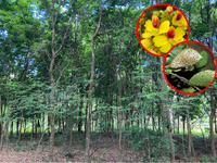 O ciclo da vida na floresta: INMA apresenta ao público da SBPC o pau-brasil, árvore que deu nome ao país, suas interações, seu estado de conservação e as ameaças à espécie