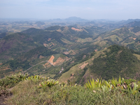 Pesquisa aponta tendências e lacunas na produção da ciência sobre a restauração da Mata Atlântica