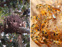 Pesquisa do INMA revela biopirataria digital como ameaça à conservação de abelhas brasileiras