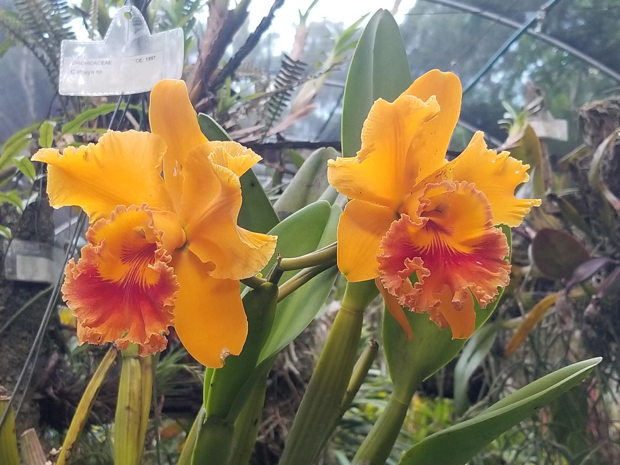 orquidea4_inma