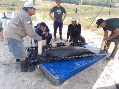 Ação de manejo de peixes-bois. Foto: Divulgação Ampa.