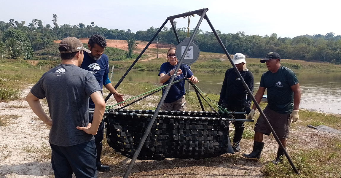 Os peixes-bois foram realocados para outro lago para facilitar o manejo e melhorar o bem-estar dos animais que estão no semicativeiro em uma fazenda em Iranduba