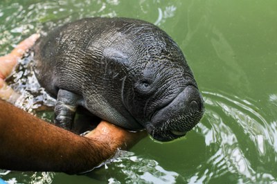 Filhote de peixe-boi resgatado no berçário do LMA/InpaCrédito: Valéria Nakashima/ Ascom Inpa