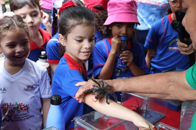 Com supervisão técnica, estudantes interagem com aranhas caranguejeiras. Foto: Victor Mamede/  Ascom Inpa.