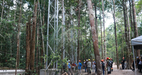 AmazonFACE faz pré-inauguração de sítio experimental para testar resiliência da floresta amazônica à mudança climática