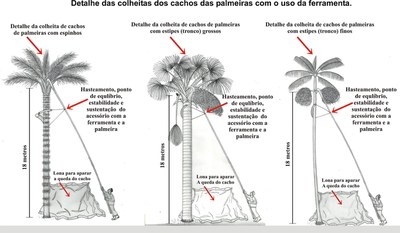 Detalhe da colheitra de cachos de palmeiras-Credito Afonso Rabelo INPA.jpeg