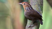 Estudo evidencia queda nas populações de aves em áreas intactas da Floresta Amazônica