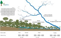 Estudo inédito aponta que as matas ciliares dos pequenos rios de água preta apresentam maior diversidade evolutiva de espécies