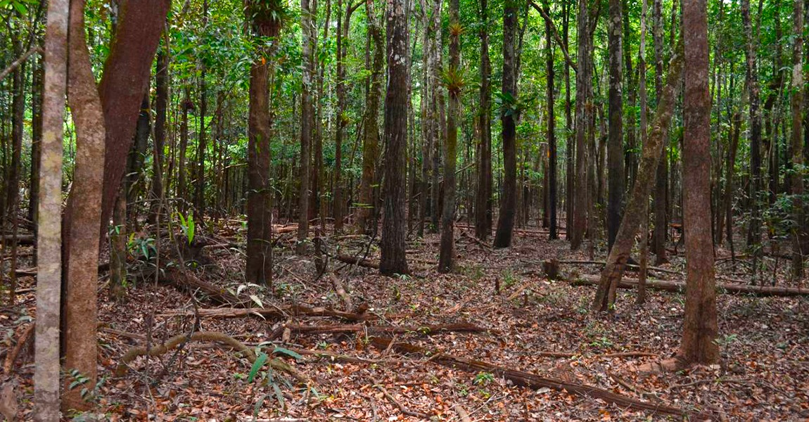 Estudo inédito aponta que as matas ciliares dos pequenos rios de água preta apresentam maior diversidade evolutiva de espécies