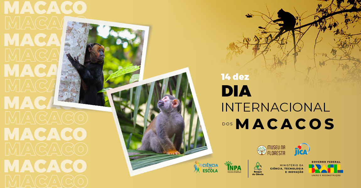 Estudo revela diferenças nos hábitos alimentares de espécies de macacos que habitam na área florestal do Inpa