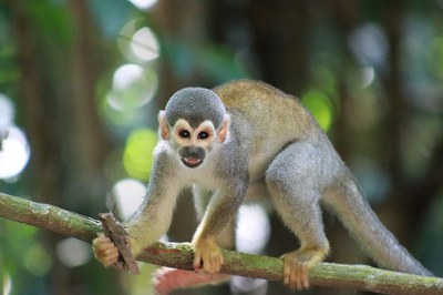 Macaco de cheiro - Bsoque da Ciencia - Foto Cimone Barros - ASCOM INPA  38.jpeg