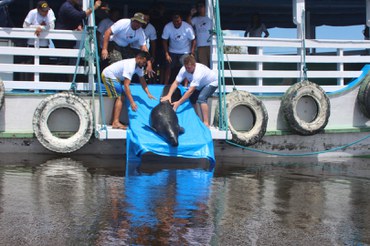 Foto 3-Soltura Peixe-boi_2019_Foto Fernanda Farias INPA.png.jpg