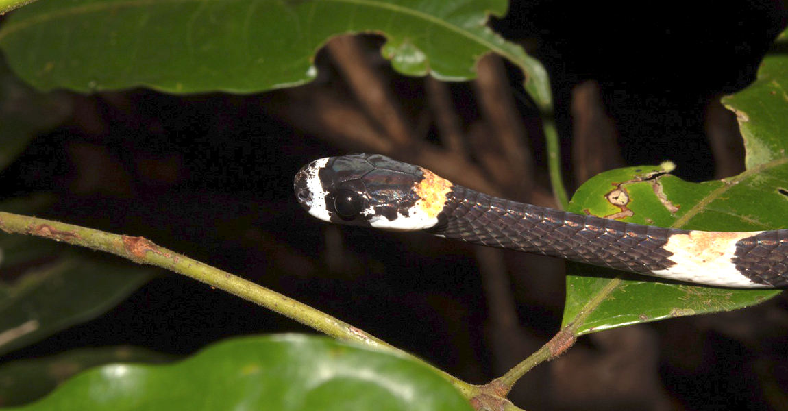 Estudo analisa características genéticas de serpentes amazônicas