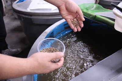 bioflocos - Lab. de Aquicultura_FotosAscom_Inpa (171).JPG