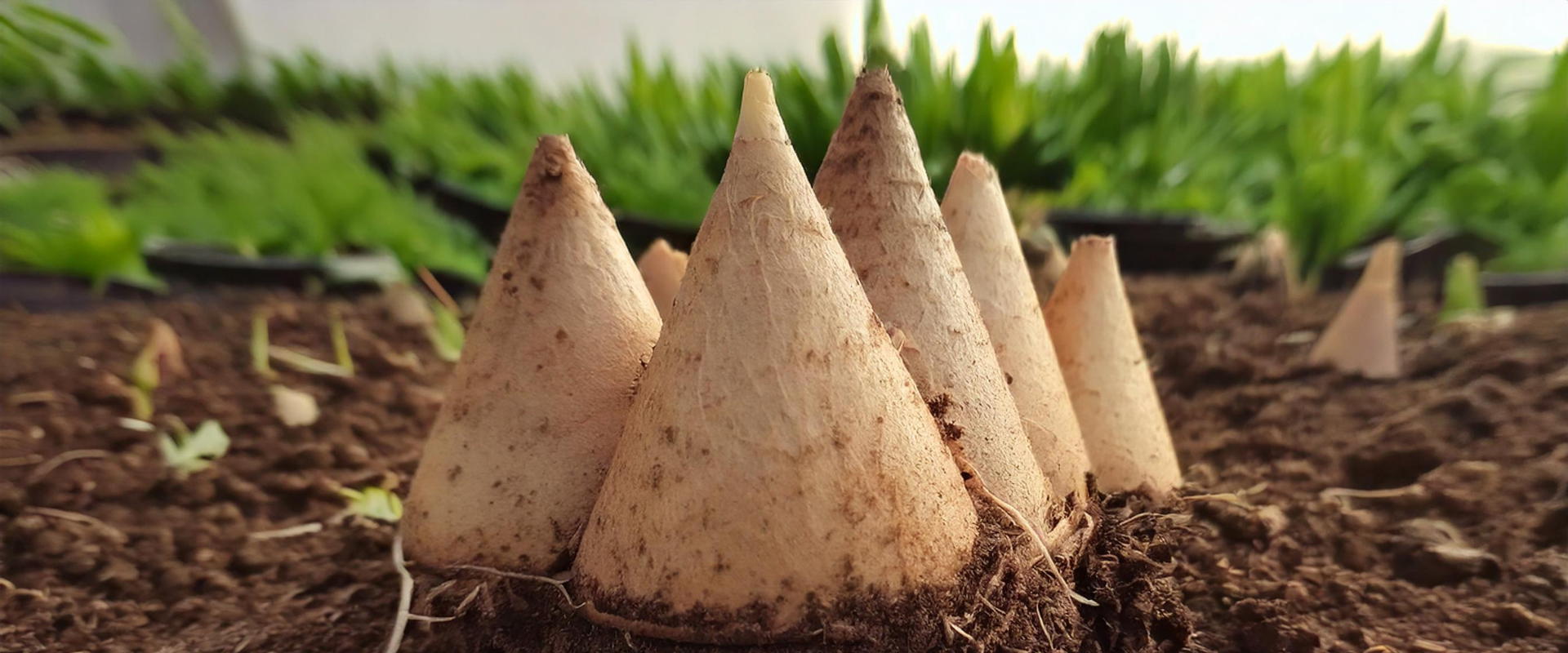 cone biodegradável.png