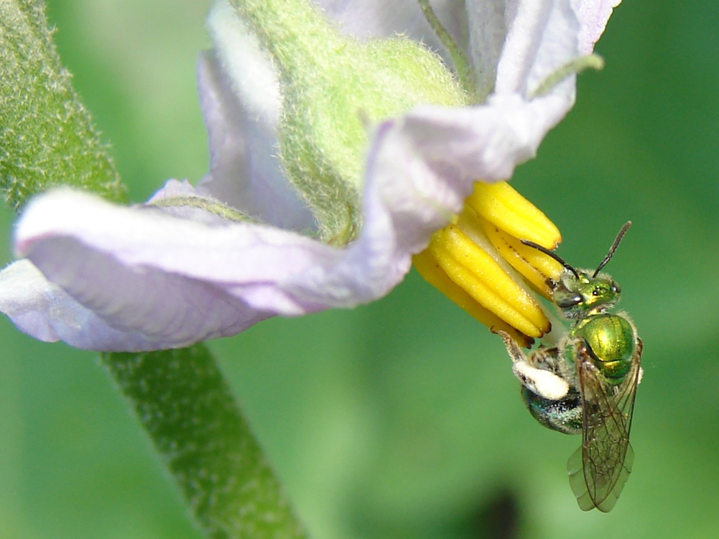 1. Thiago Mahlmann_Halictidae.jpg