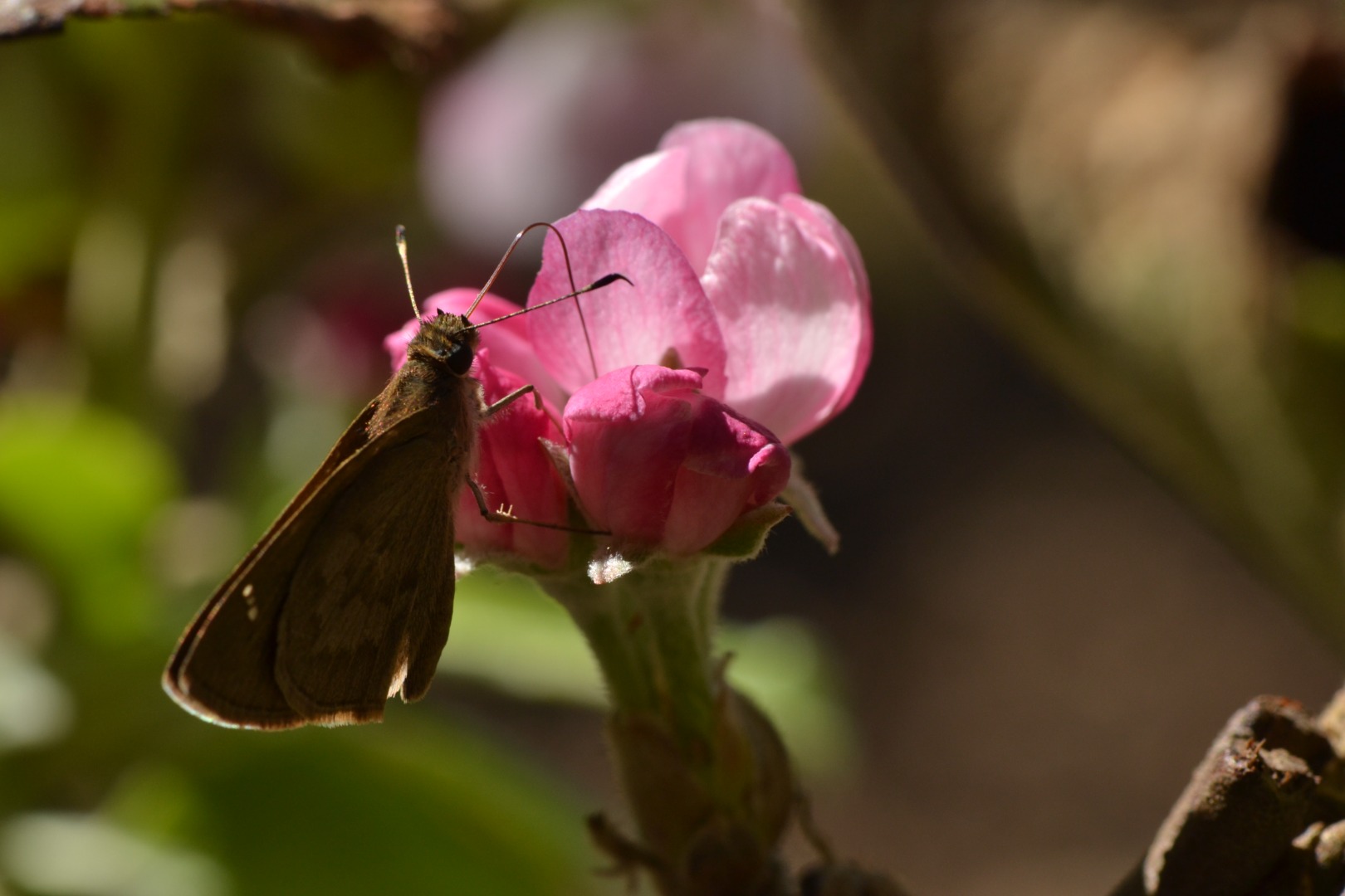 3. Thiago Mahlmann_Lepidoptera.JPG