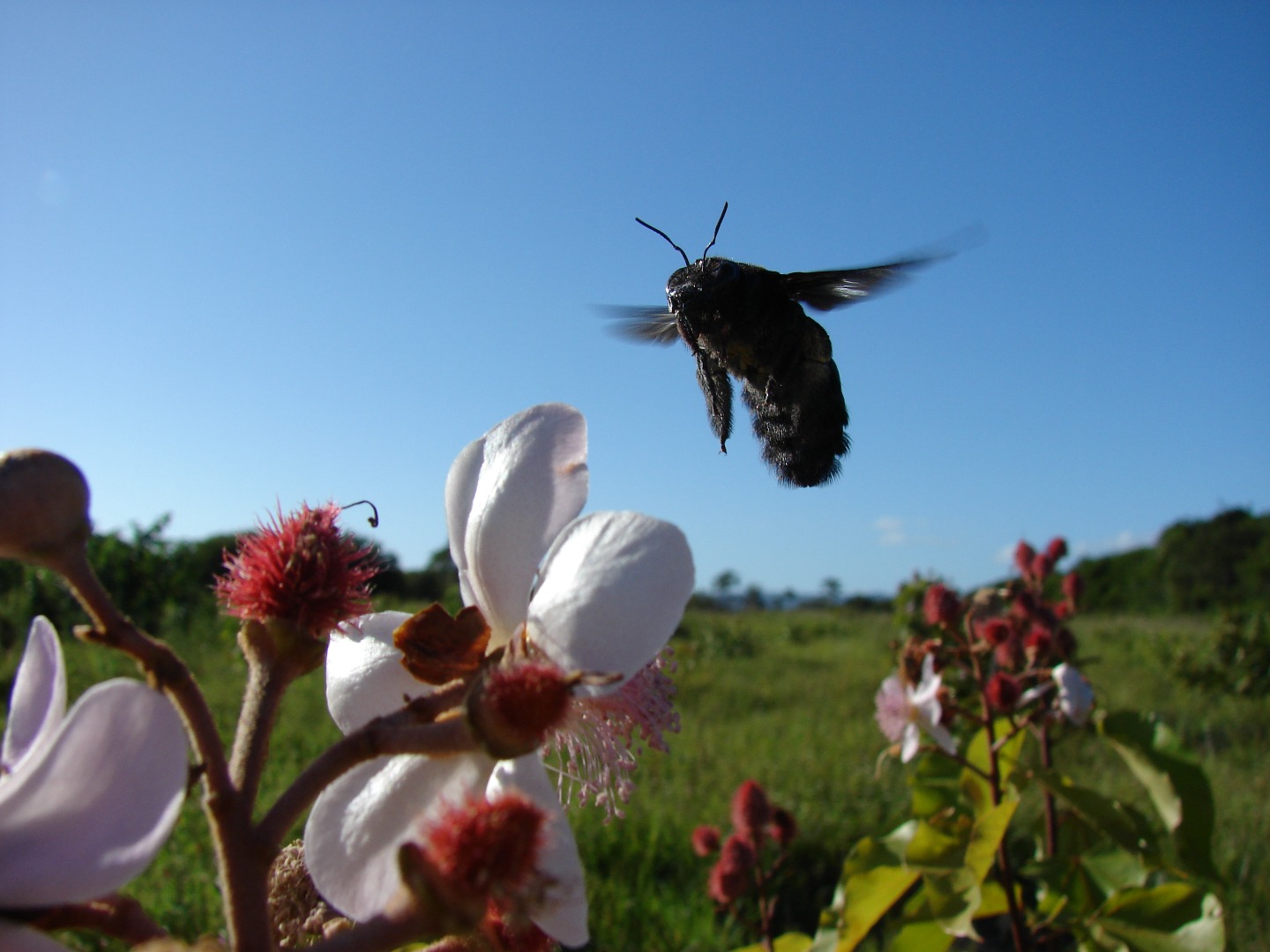 4. Thiago Mahlmann_Xylocopa.JPG