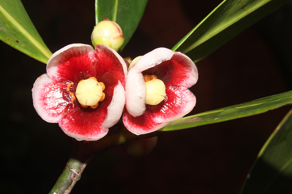 Clusia nemorosa