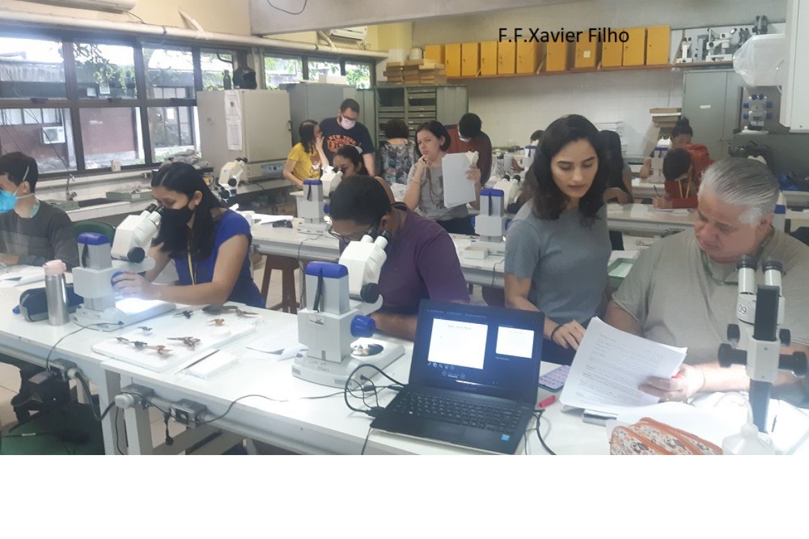 Alunos identificando insetos em laboratório, durante disciplina na Reserva Florestal Adolpho Ducke, pertencente ao INPA.jpg