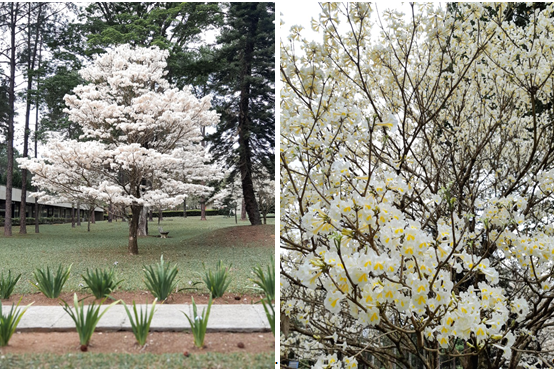 Ipê branco (Tabebuia roseoalba), no INPE de São José dos Campos/SP (fotos cedidas por Marley Moscati).