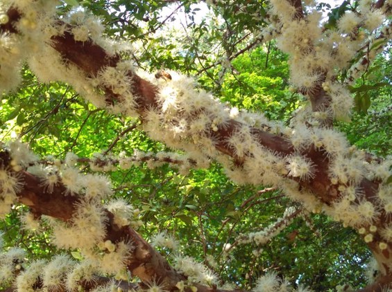 Jabuticabeira (Plinia cauliflora) (Foto cedida por Luiz Felipe Rezende).