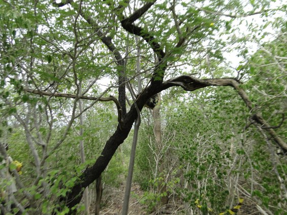 Jurema preta (Mimosa tenuiflora) (foto de Magna Soelma, pesquisadora da Embrapa, em Petrolina).