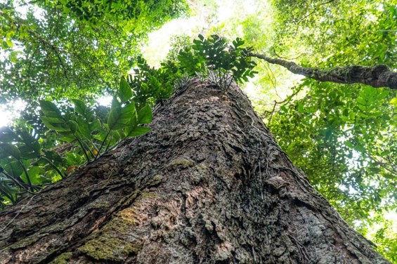 Samaúmas (ou Sumaúmas) (Ceiba Pentranda) (foto extraída da internet).