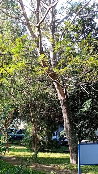 Sibipiruna (Caesalpinia pluviosa) citada na crônica, no INPE de São José dos Campos/SP, (foto cedida por Luiz Felipe Rezende).