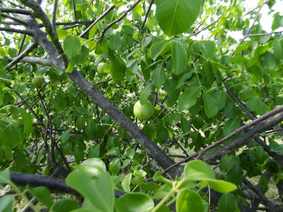 Umbuzeiro (Spondias tuberosa L) (foto de Magna Soelma, pesquisadora da Embrapa, em Petrolina).