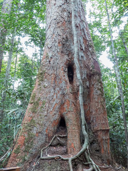 Angelim-vermelho (Dinizia Excelsa) (foto extraída da internet - inaturalist.org).