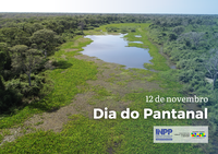 Dia do Pantanal: confira produções audiovisuais para conhecer mais sobre o bioma