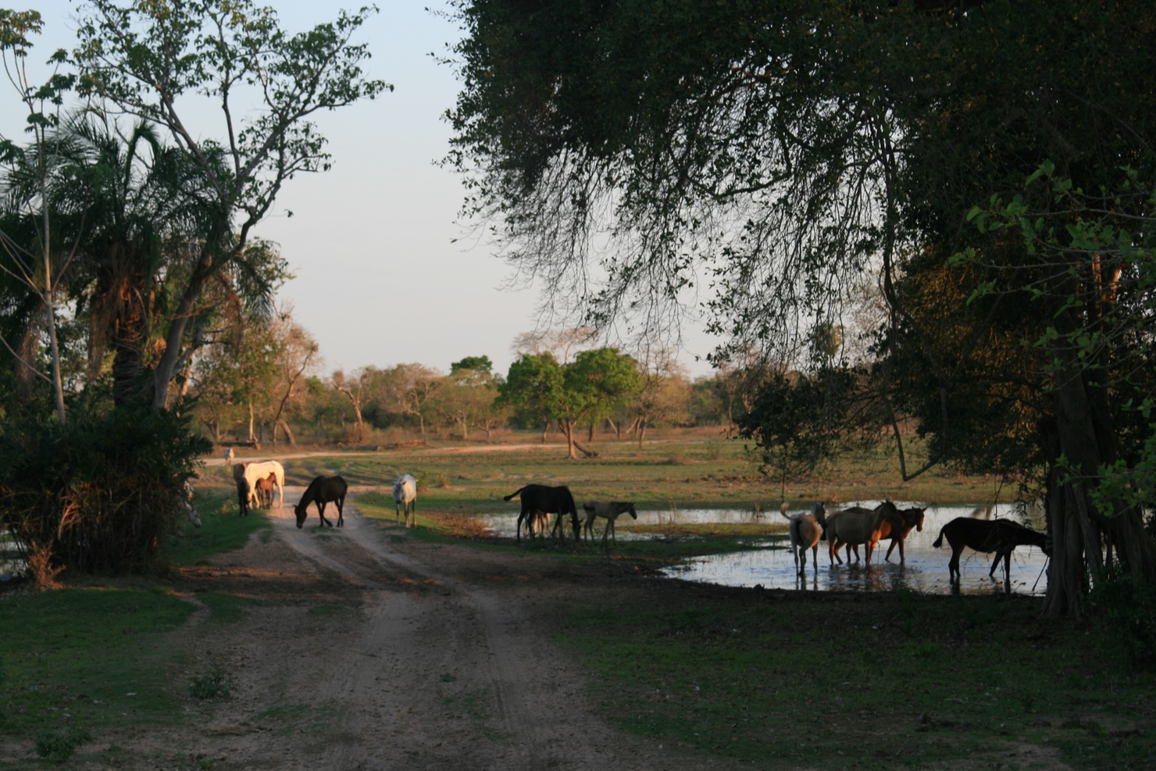 Pantanal