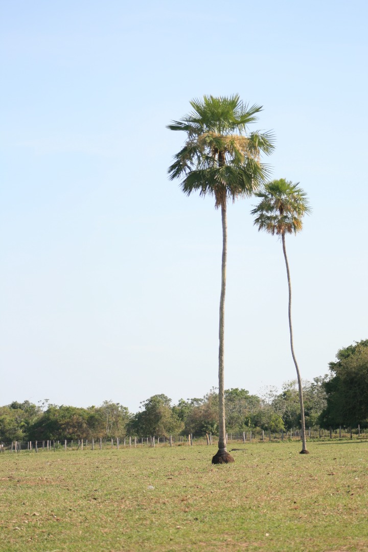 Pantanal