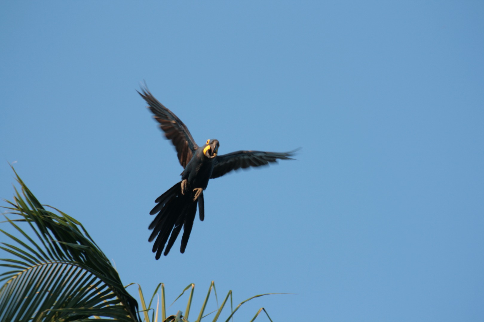 Pantanal