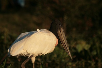 Pantanal