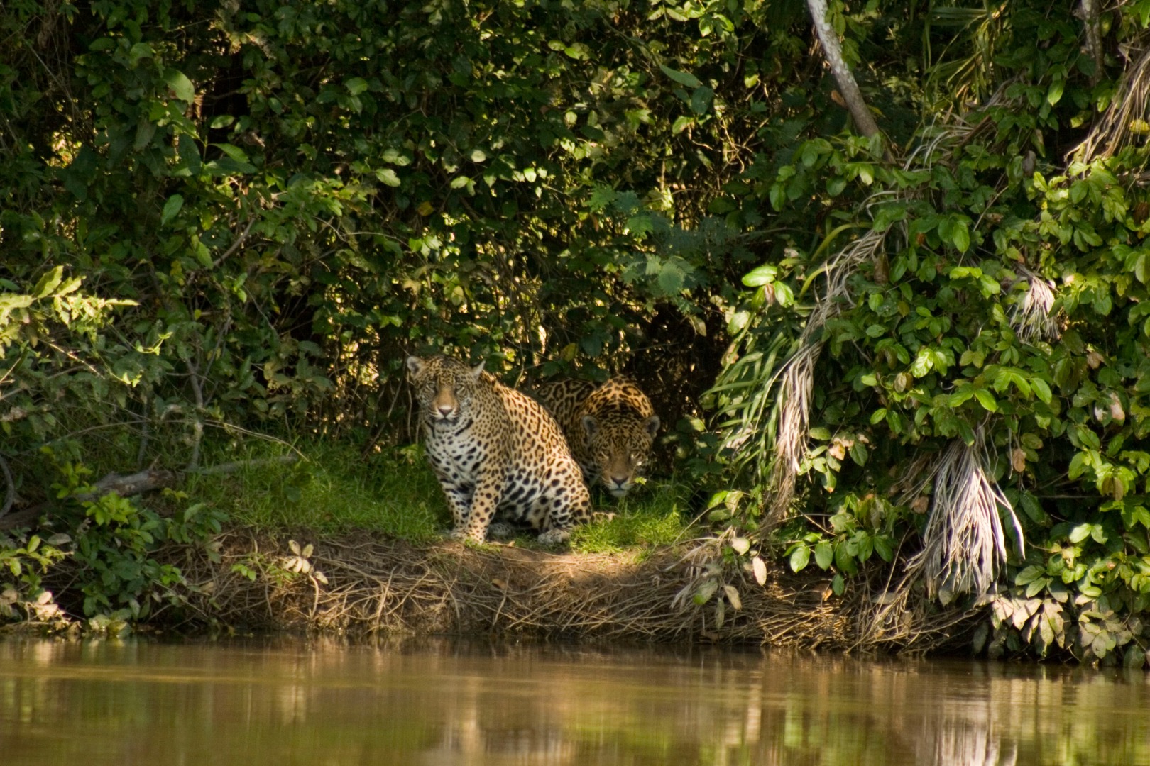 Pantanal