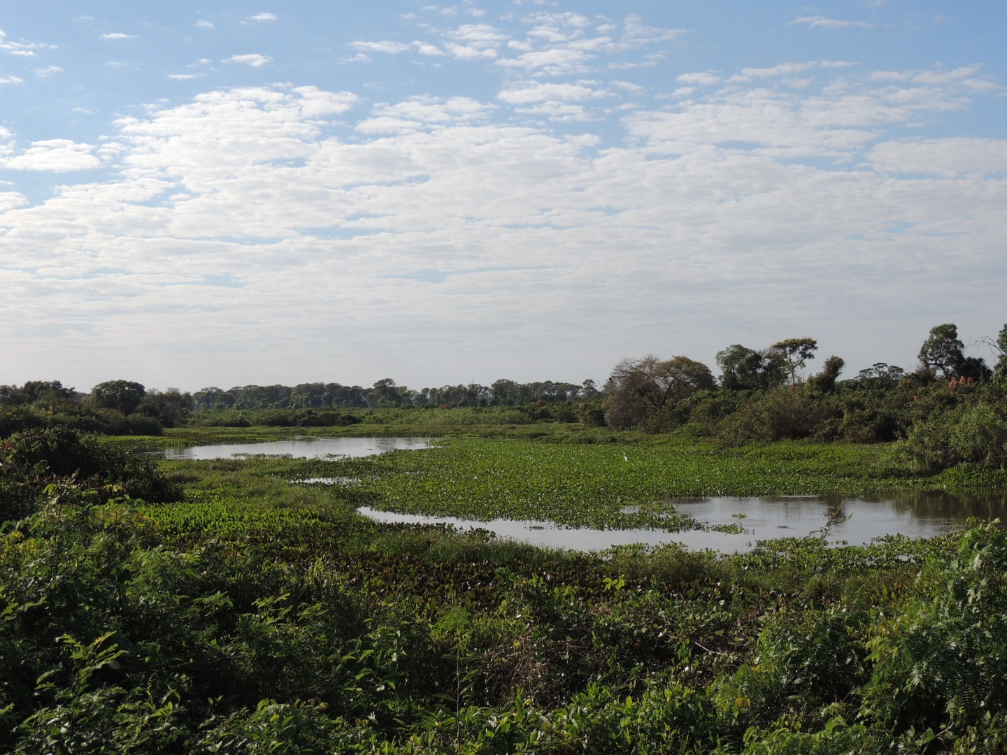 Pantanal