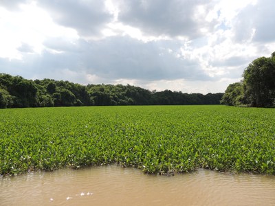 Pantanal