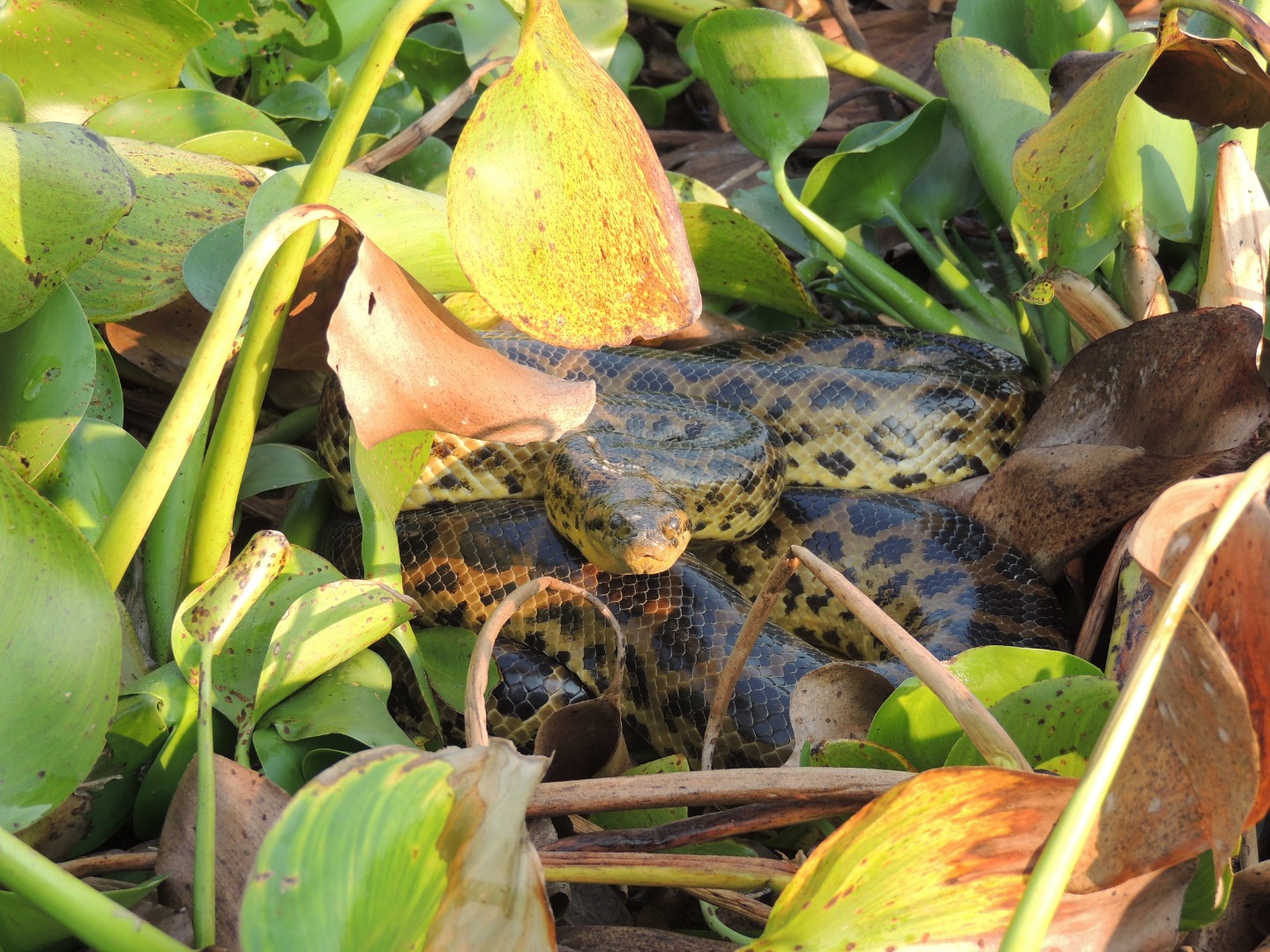 Pantanal