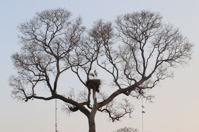 Pantanal