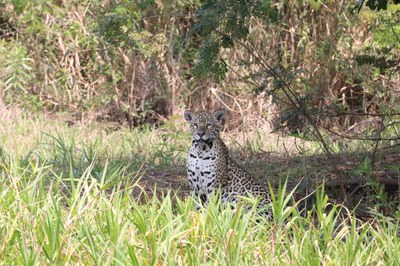 Pantanal