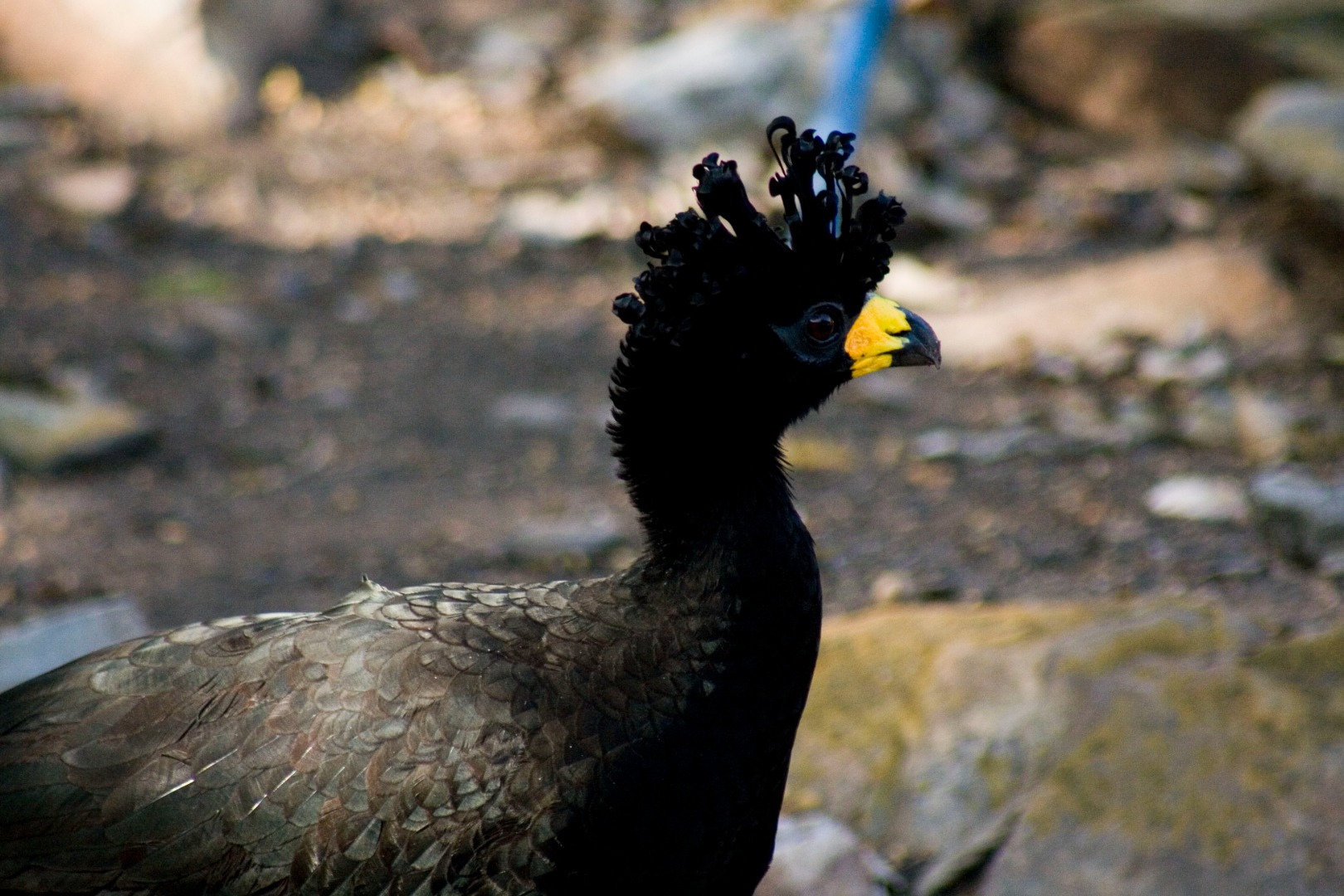 Pantanal