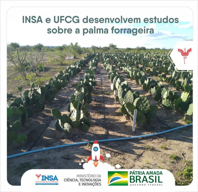 16072021 INSA e UFCG desenvolvem estudos sobre a palma forrageira 1.jpeg