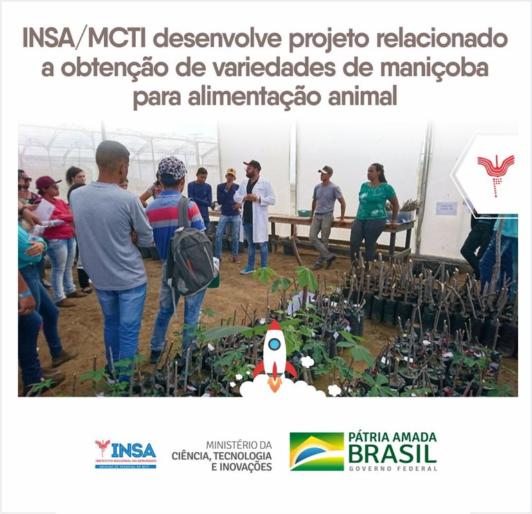 14122021 INSAMCTI desenvolve projeto relacionado a obtenção de variedades de maniçoba para alimentação animal.jpeg