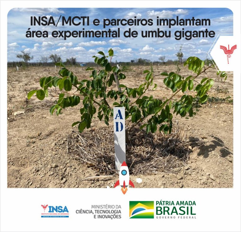 23112021 INSAMCTI e parceiros implantam área experimental de umbu gigante 2.jpeg