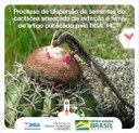 23092021 Processo de dispersão de sementes de cactácea ameaçada de extinção é tema de artigo publicado pelo INSAMCTI.jpeg