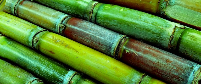 sugar-cane-276242-editada